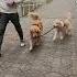 Lifehack Teaching My Dog To Walk My Puppy Goldenretriever Dogtraining