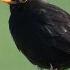 Sounds Of Nature Blackbird 1 Hour Of The Blackbird S Song