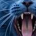 Sound Of An Angry Cat Angry Cat Sounds To Attract Cats Aggressive Male Cat Sounds