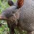 Nine Facts About Nine Banded Armadillos