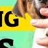 Puppy Biting Tips For New Puppy Owners