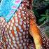 Temminck S Tragopan Tragopan Temminckii Pheasant Courtship Display In Full 60fps Jonathan Pointer