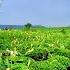 Kaas Pathar Satara 2022 क स पठ र Kaas Plateau The Valley Of Flowers Maharashtra