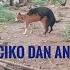 SERU BEGITU LIAT ANJING CIKO DAN ANDRE ANJING KAWIN