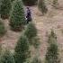 Tradition Continues At Clark S Christmas Tree Farm In Chester County