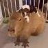 Capybara Traits That Make Them Great Pets