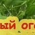 САМЫЙ КРУТОЙ ДОМАШНИЙ ОГОРОД БЕЗ ПОЧВЫ ГОРШКОВ и даже БЕЗ СЕМЯН Огород на подоконнике СИЛА