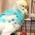 Music Song Birds Parakeet Parrot Budgies Pets волнистыйпопугайчик Video Vlog Cute Funny