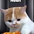 Cat Memes Family Road Trip Halloween Vacation