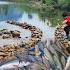 Full Video Of 90 Days Of Making Fish Traps In A Big Stream By Boy Lam Wandering Boy