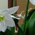 Eucharis Eucharis Amazonica Super Flowering And Care Features