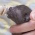 How To Syringe Feed A Newborn Kitten