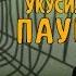 Боба Укусил Паук Пародия Знакомьтесь Боб