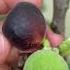 Fig Fruitc Buah Ara Pls LiKE My Video And SUbScRiBe