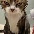 Wet Cat Got Angry