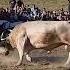 Bull Fighting Bosnia GOLUB VS SOKOL