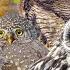 The Best Owl Sounds Different Types Of North American Owls And Their Sounds