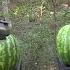 50 AE Desert Eagle Vs Watermelons