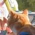 Cat Jumps Out Window At Drive Throughs To Get Pets Cuddle Buddies