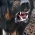 5 Most Deadliest And Dangerous Dog Breeds In The World Shorts Dog