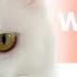 7 FACTS About WHITE CATS Some May Surprise You