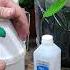 KILLING SPIDER MITES APHIDS DEAD Www Liquidirt Com For How To Keep Plants Healthy