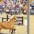 Belgian Mare Sells For 30 000 At 2023 Topeka Seymour Sale