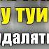 Стрижка туи Зачем и как правильно формировать центральный проводник у туй колоновидных сортов