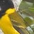 Australian Golden Whistler Pachycephala Pectoralis HD Video Clip 1 1