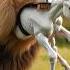 Lion Attack On A Baby Horse Lion Horse Babyanimals Weakanimals Helptheanimals Rescueanimals