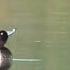 Утка ЧЕРНЕТЬ Tufted Duck