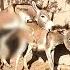 Donkeys Mating And Giving Surprise In Desert Jungle Trending Donkey Animals