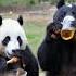 Why Pandas Are The Cutest Animals On Earth