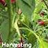 Freshharvest Farm Gardening Harvest Harvesting Chili