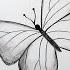 How To Draw Beautiful Butterfly Pencil Sketch For Beginners Karabi Arts Academy