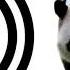 Panda Sound Effect ProSounds