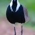 Lake Naivasha Kenya Beautiful Birds