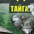 ВОЛКИ СТАЯ ЗАСАДА в ЛЕСУ ПОПАДАНЦЫ 3 ФАНТАСТИКА ДОМ в ТАЙГЕ РАССКАЗЫ ИСТОРИИ из ЖИЗНИ СЕРИАЛ 11