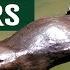 Australia S Unlikely Killers That Might Actually Save Humans Apex Predators Platypus Documentary