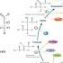 Tracking Labeled Carbons In Glucose Fixed