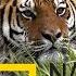 11 Тайны дикой природы Индии Бенгальский тигр Nat Geo Wild