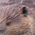 What Sound Does A Beaver Make Turn It Up To Hear Them Talk