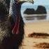 Giant Cassowaries Are Modern Day Dinosaurs Seven Worlds One Planet BBC Earth