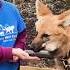 Lucky The Maned Wolf Going On A Walk With Keeper Rachel