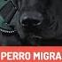 Cuco El Perro Migrante Que Llegó En Una Caravana Y Que Fue Adoptado En Un Hospital En México