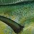 Facts The Dolphinfish Mahi Mahi