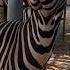 MATING ZEBRA ZOO Zebra Zoo Animalreproduction