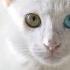 10 Fun Facts About White Cats