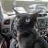 He Did Great Cat Driving Funny