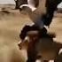 Eagle Hunting Video Eagle Vs Loin Hunting Video Eagle Hunting Shorts Viral Eaglehunting